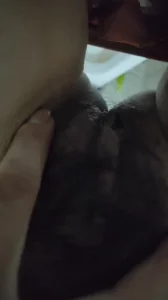 母狗发情